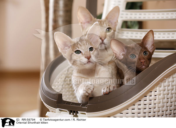 Oriental Shorthair kitten / RR-58794