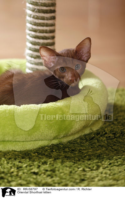 Oriental Shorthair kitten / RR-58797