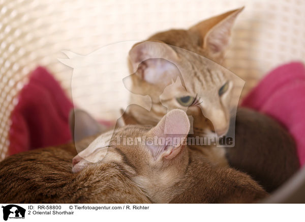 2 Oriental Shorthair / RR-58800