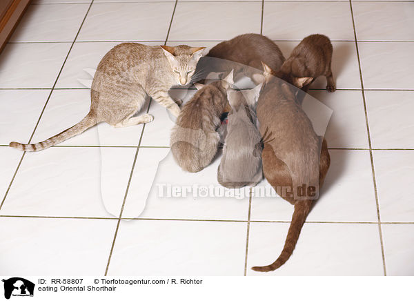 eating Oriental Shorthair / RR-58807