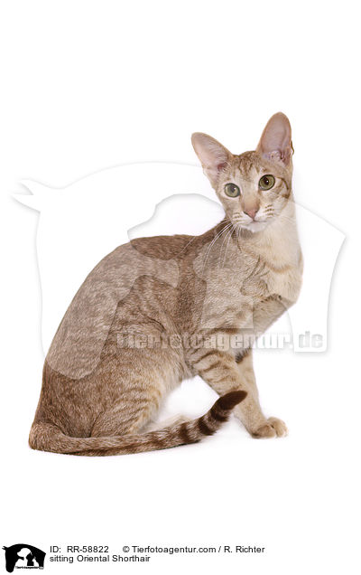 sitzende Orientalisch Kurzhaar / sitting Oriental Shorthair / RR-58822