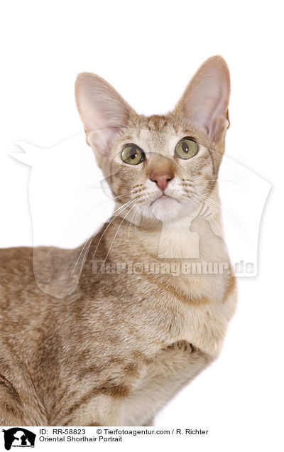 Orientalisch Kurzhaar Portrait / Oriental Shorthair Portrait / RR-58823