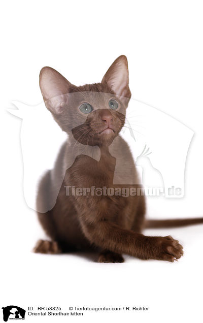 Oriental Shorthair kitten / RR-58825