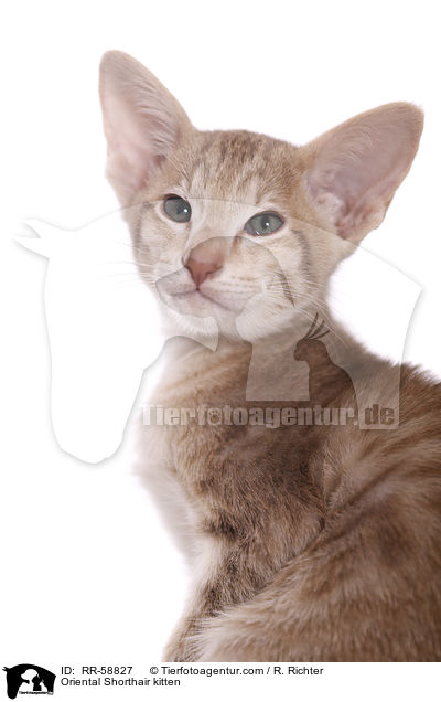 Oriental Shorthair kitten / RR-58827