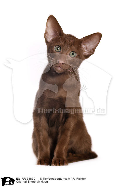 Oriental Shorthair kitten / RR-58830