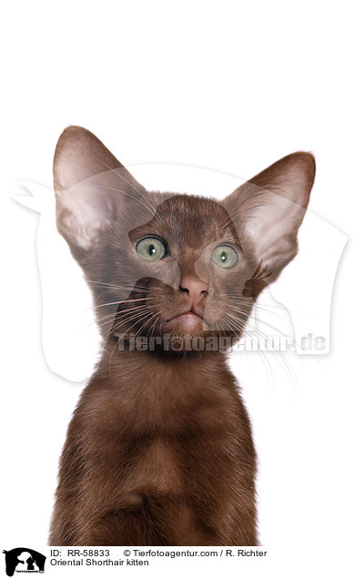 Oriental Shorthair kitten / RR-58833