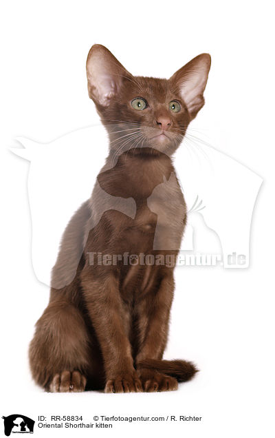 Oriental Shorthair kitten / RR-58834
