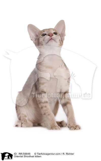 Oriental Shorthair kitten / RR-58846