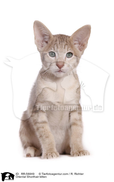 Oriental Shorthair kitten / RR-58849