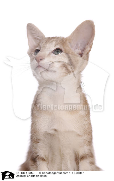 Oriental Shorthair kitten / RR-58850