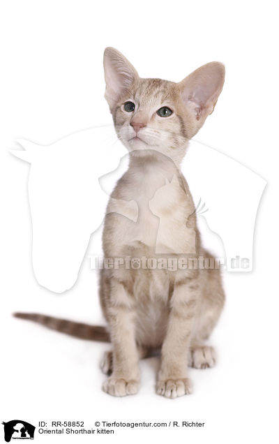 Oriental Shorthair kitten / RR-58852