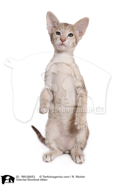 Oriental Shorthair kitten / RR-58853