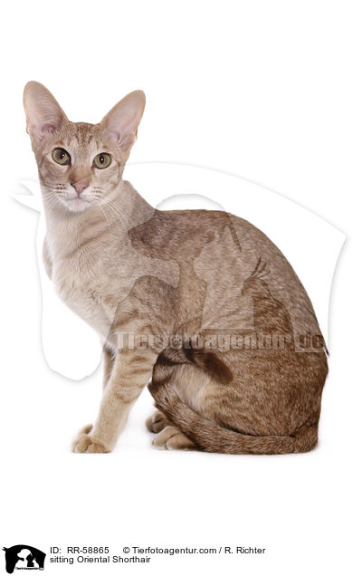 sitting Oriental Shorthair / RR-58865