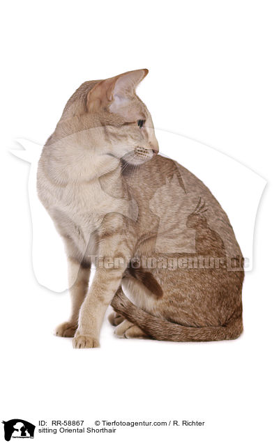sitzende Orientalisch Kurzhaar / sitting Oriental Shorthair / RR-58867