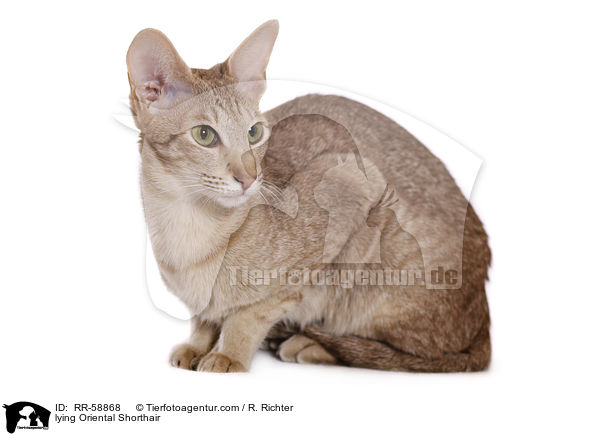 lying Oriental Shorthair / RR-58868