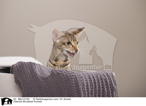 Orientalisch Kurzhaar Portrait / Oriental Shorthair Portrait / NN-12152