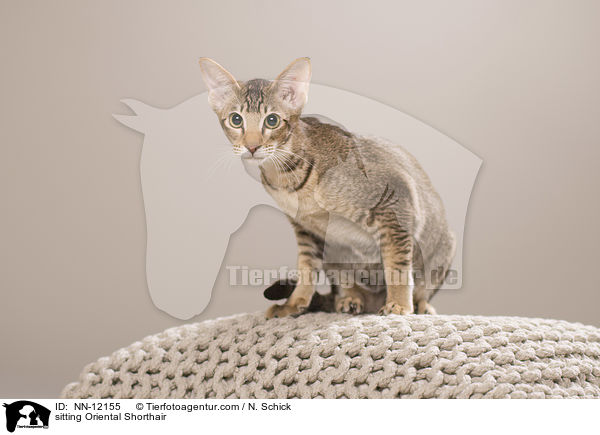 sitting Oriental Shorthair / NN-12155