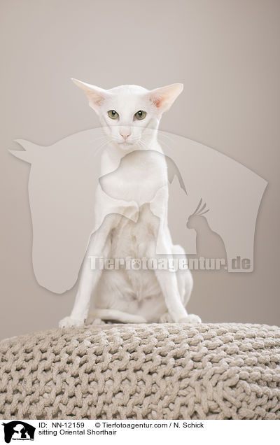 sitting Oriental Shorthair / NN-12159