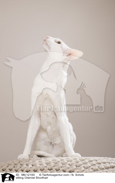 sitting Oriental Shorthair / NN-12160