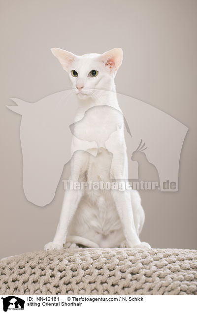 sitting Oriental Shorthair / NN-12161