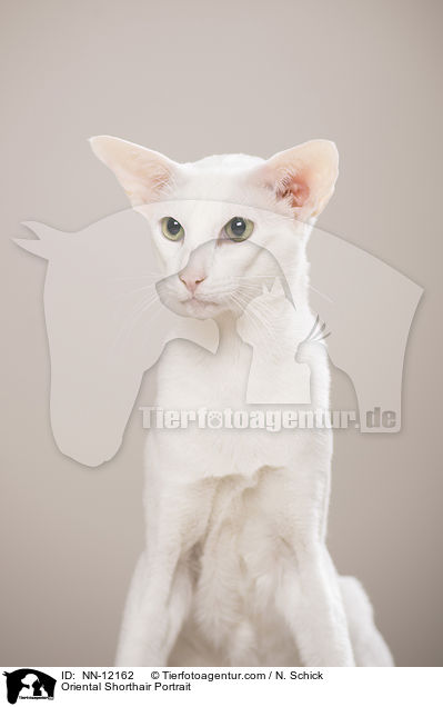 Oriental Shorthair Portrait / NN-12162