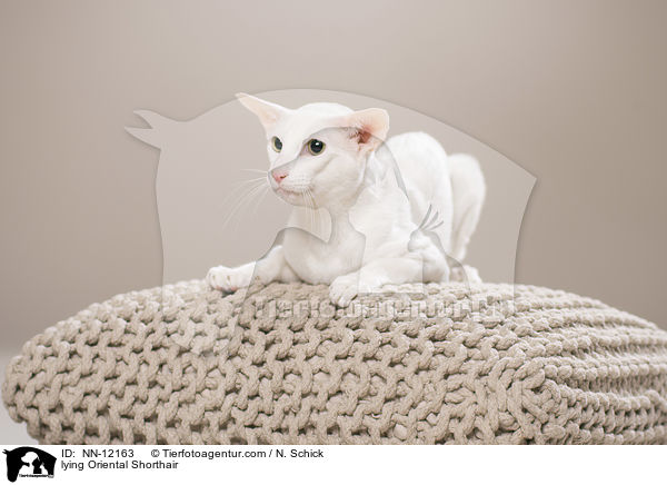 lying Oriental Shorthair / NN-12163