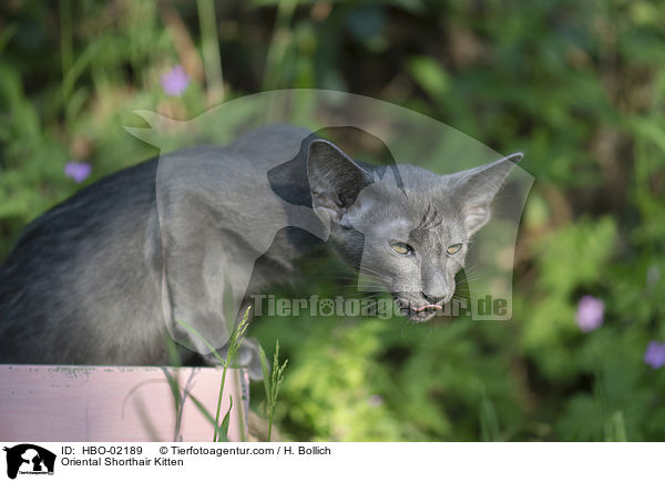 Orientalisch Kurzhaar Ktzchen / Oriental Shorthair Kitten / HBO-02189