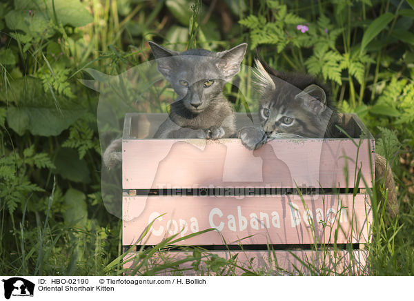 Oriental Shorthair Kitten / HBO-02190