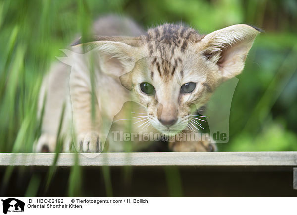 Oriental Shorthair Kitten / HBO-02192