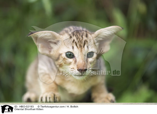 Orientalisch Kurzhaar Ktzchen / Oriental Shorthair Kitten / HBO-02193