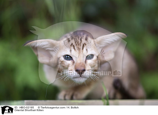 Orientalisch Kurzhaar Ktzchen / Oriental Shorthair Kitten / HBO-02195