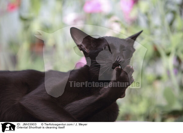 Orientalisch Kurzhaar putzt sich / Oriental Shorthair is cleaning itself / JM-03903