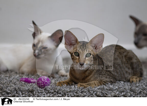 Orientalisch Kurzhaar / Oriental Shorthair / JM-06298