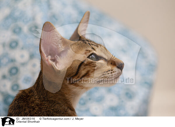 Orientalisch Kurzhaar / Oriental Shorthair / JM-06316