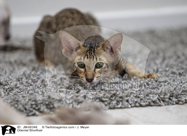 Orientalisch Kurzhaar / Oriental Shorthair / JM-06346