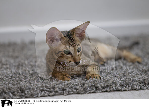 Orientalisch Kurzhaar / Oriental Shorthair / JM-06353