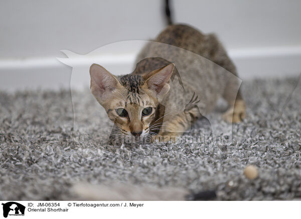 Orientalisch Kurzhaar / Oriental Shorthair / JM-06354