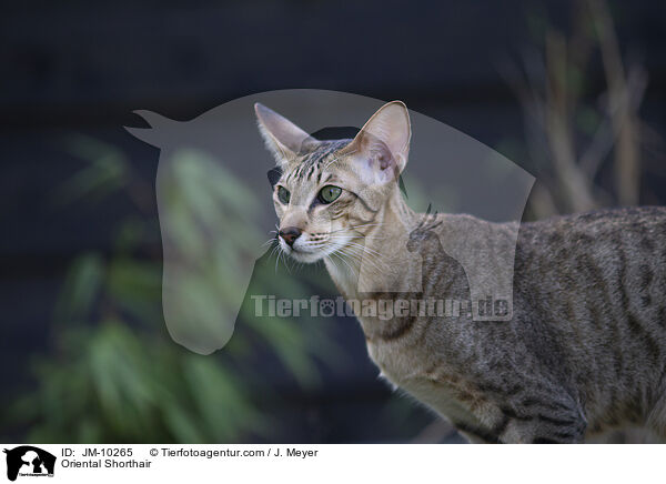 Oriental Shorthair / JM-10265