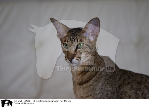 Oriental Shorthair / JM-10273