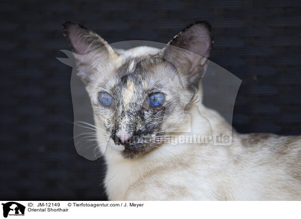 Oriental Shorthair / JM-12149