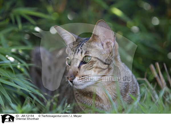 Oriental Shorthair / JM-12154