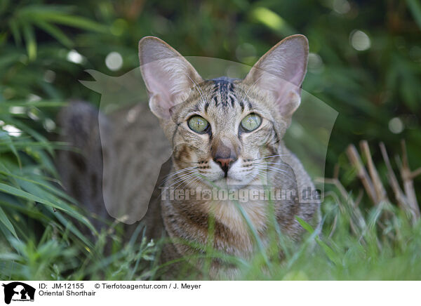 Oriental Shorthair / JM-12155