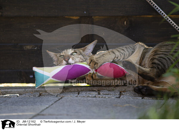 Orientalisch Kurzhaar / Oriental Shorthair / JM-12162