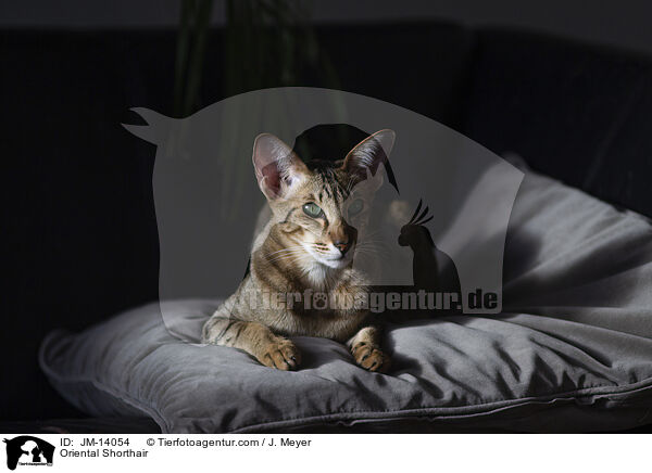 Orientalisch Kurzhaar / Oriental Shorthair / JM-14054