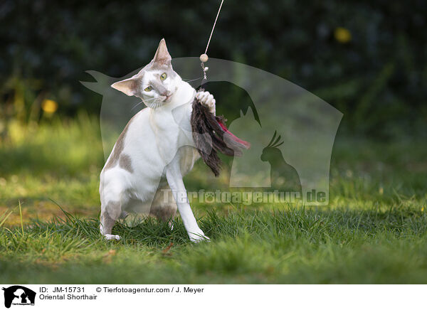 Orientalisch Kurzhaar / Oriental Shorthair / JM-15731