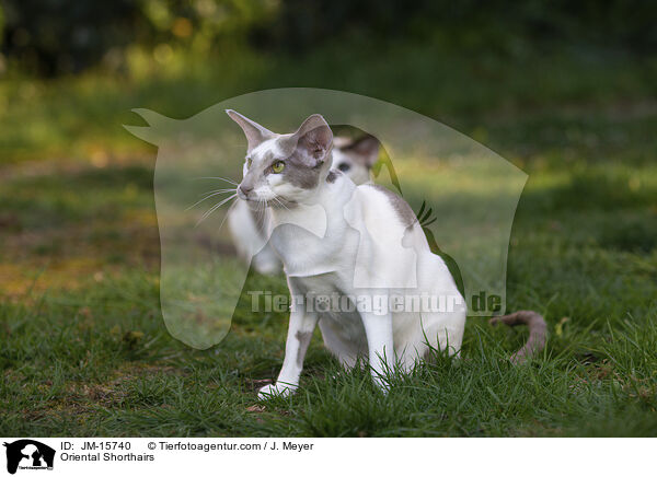 Orientalisch Kurzhaar Katzen / Oriental Shorthairs / JM-15740