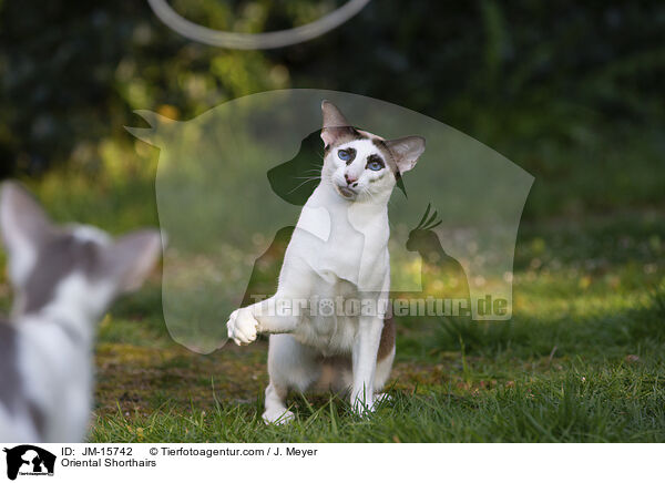 Oriental Shorthairs / JM-15742