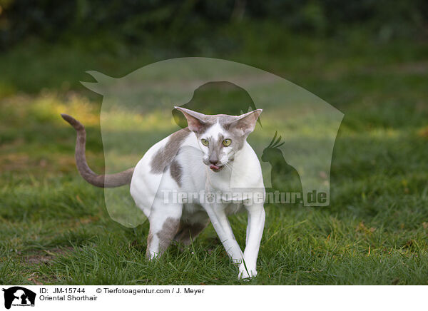 Oriental Shorthair / JM-15744