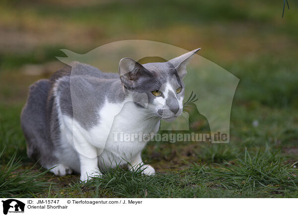 Orientalisch Kurzhaar / Oriental Shorthair / JM-15747