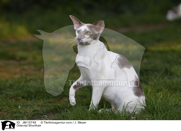 Oriental Shorthair / JM-15748